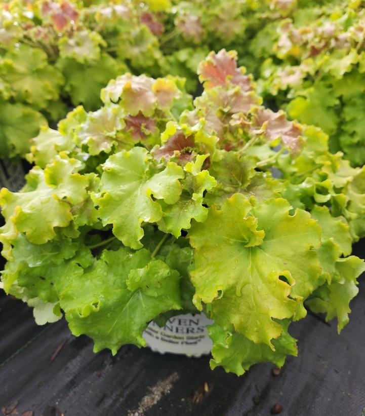 HEUCHERA DOLCE `APPLE TWIST`