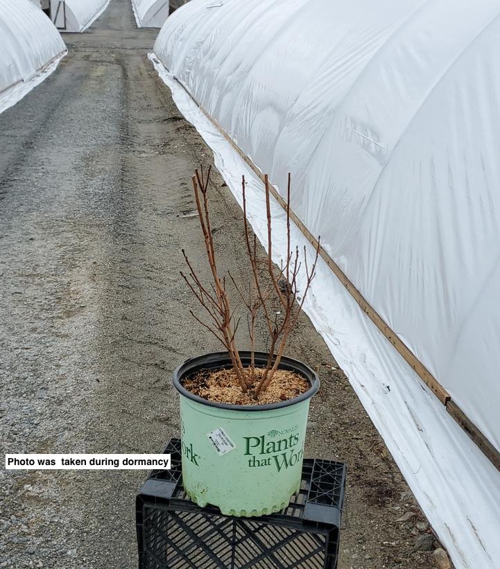 COTINUS COGGYGRIA `VELVETEENY`