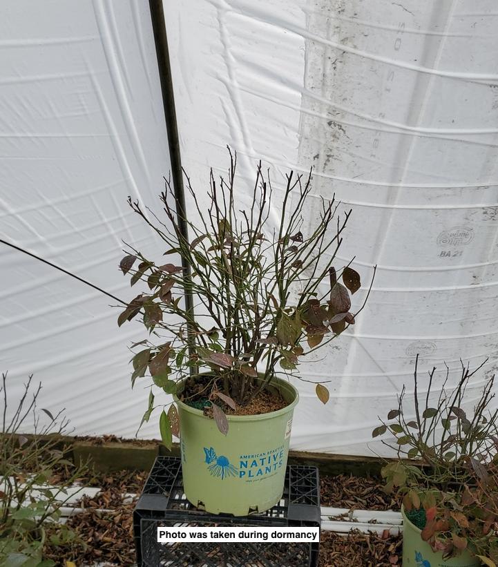 ITEA VIRGINICA `FOUNTAINS OF ROUGE`