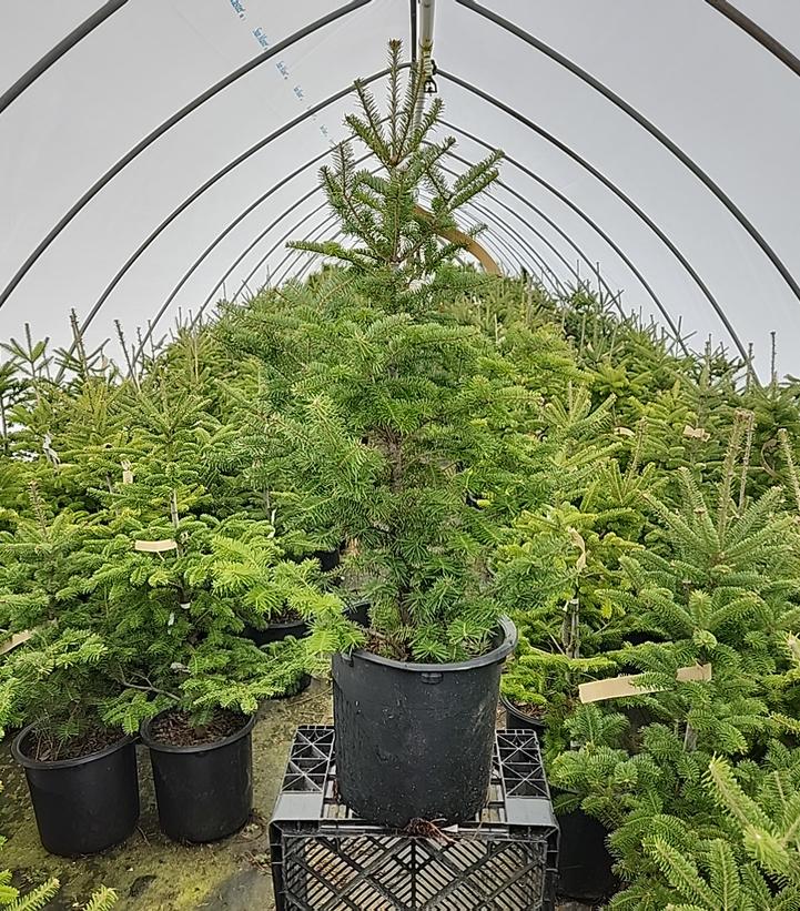 ABIES BALSAMEA