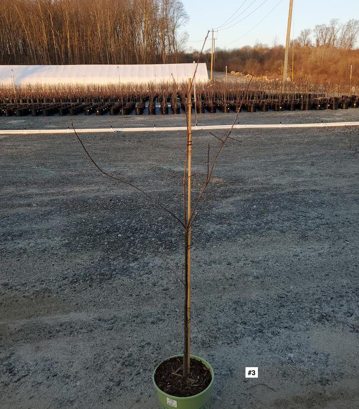 QUERCUS PALUSTRIS