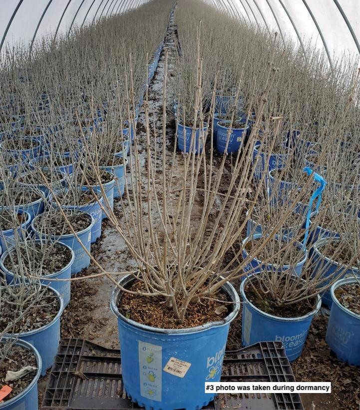 SYRINGA MEYERI `PEARL POTION`