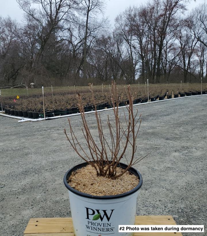 CLETHRA `SUGARTINA CRYSTALINA`