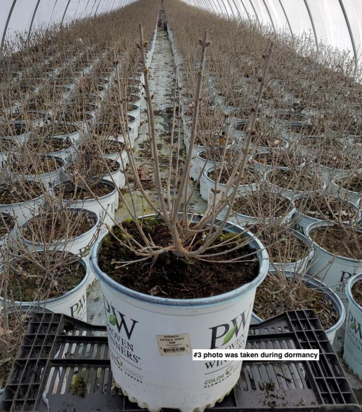 SYRINGA PATULA `BABY KIM`