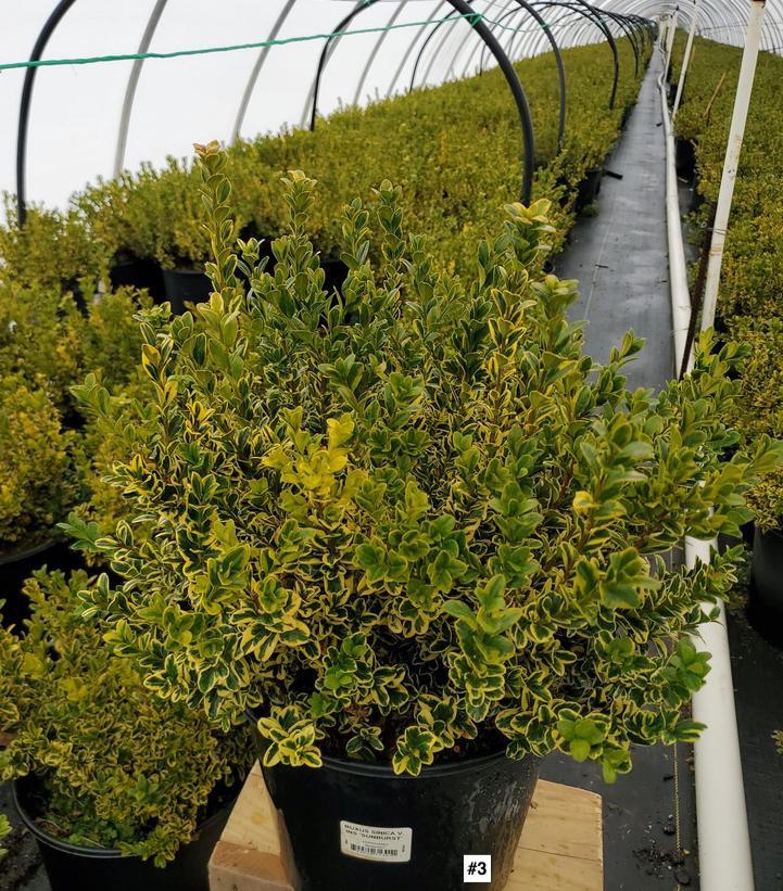 BUXUS SINICA V. INS `SUNBURST`