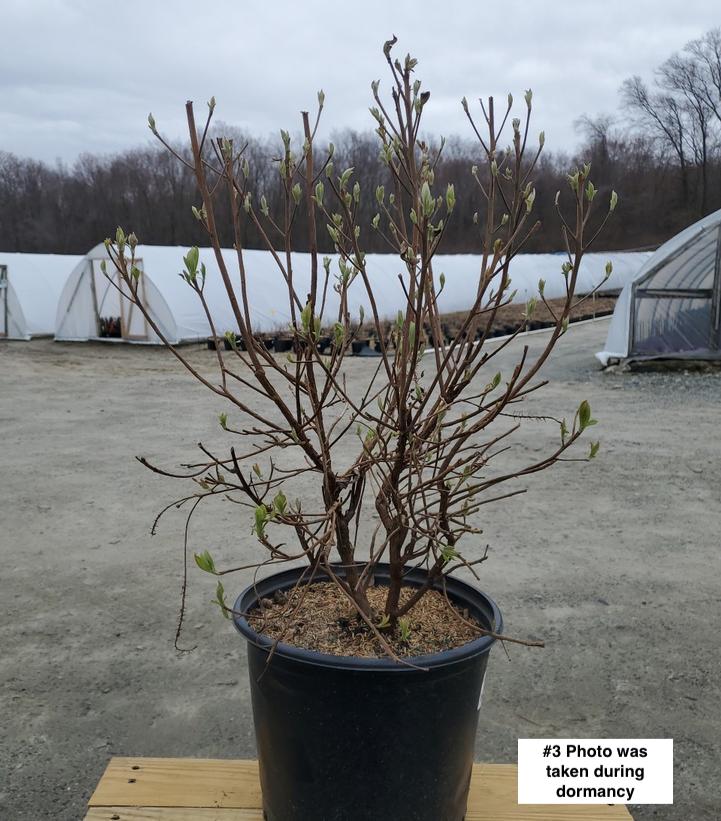 CLETHRA ALNIFOLIA `SUMMER SPARKLER`
