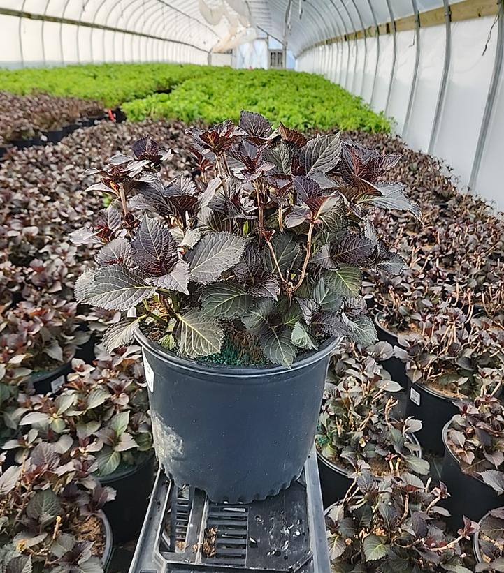 HYDRANGEA M TUXEDO `PINK`