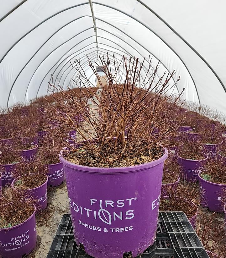 SPIRAEA `LITTLE SPARK`