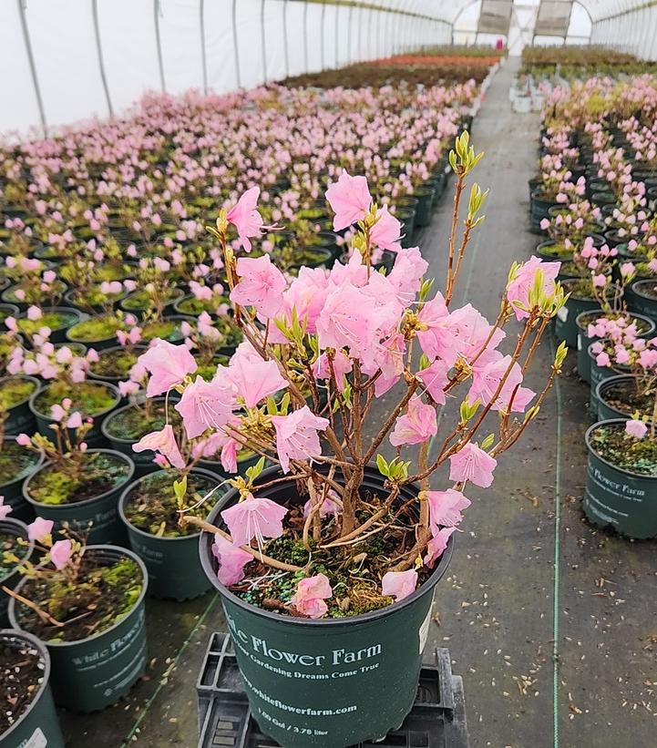 AZALEA MUCRONULATUM `CORNELL PINK`