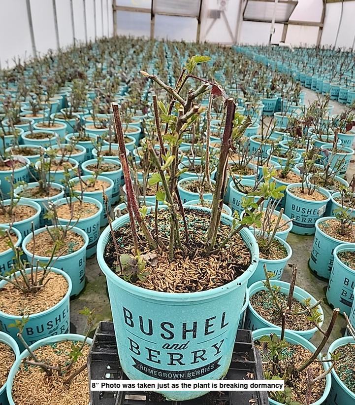 RUBUS `BABY CAKES` THORNLESS BLACKBERRY