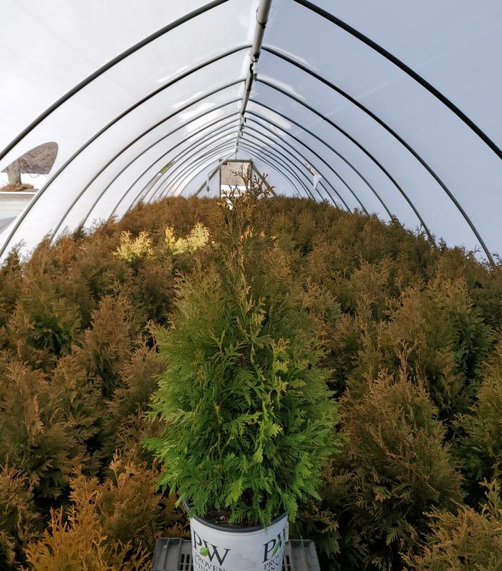 THUJA OCCIDENTALIS `CHEER DROPS`