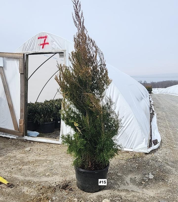 JUNIPERUS VIRGINIANA