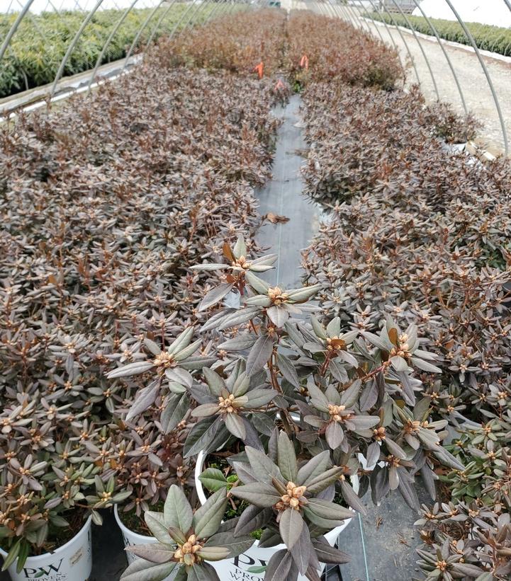 RHODODENDRON X `BLACK HAT`
