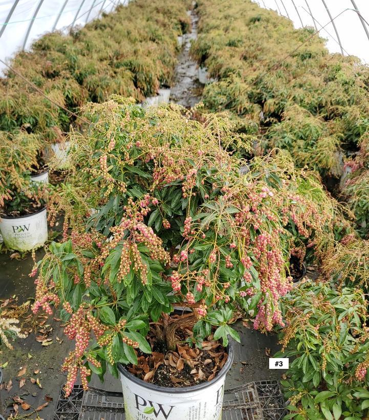 PIERIS `INTERSTELLA`