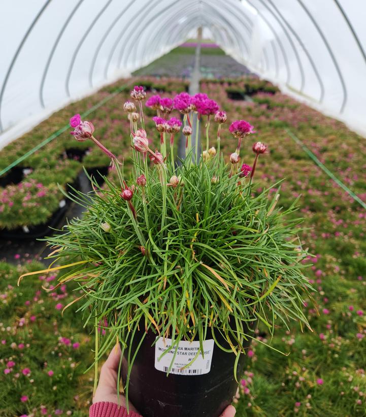 ARMERIA MARITIMA `MORNING STAR DEEP ROSE`