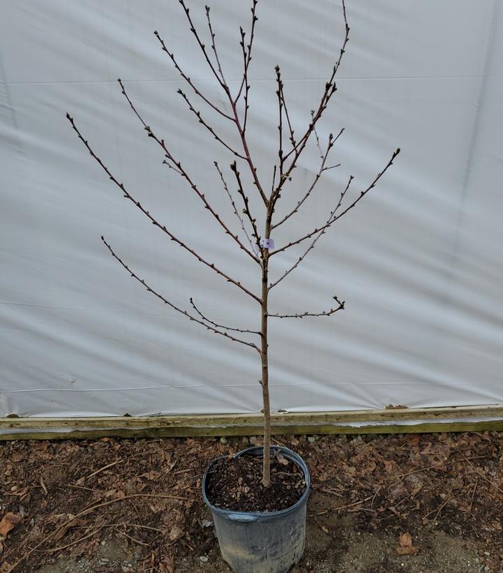 PRUNUS `SUN RED` NECTARINE