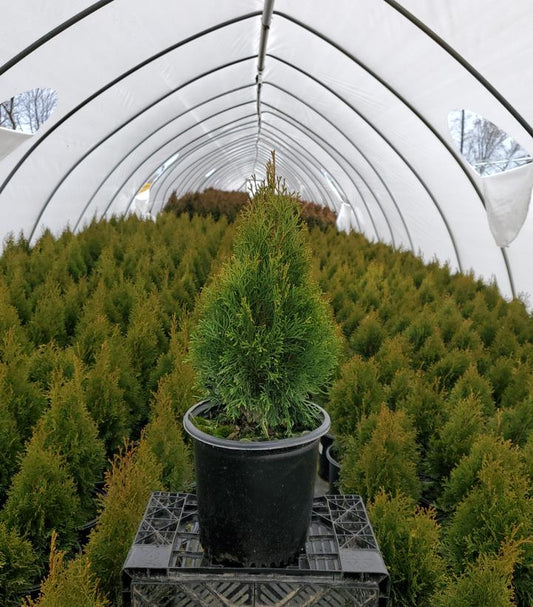THUJA OCCIDENTALIS `EMERALD SQUEEZE`