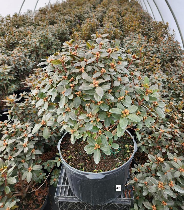 RHODODENDRON X `PJM ELITE STAR`