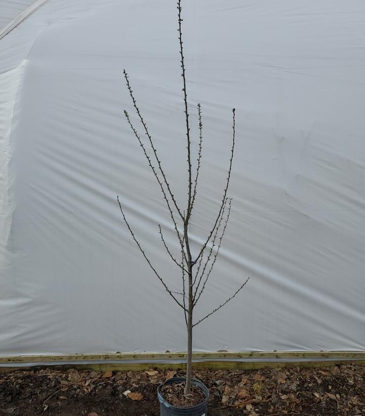 PRUNUS `BURBANK` EU PLUM
