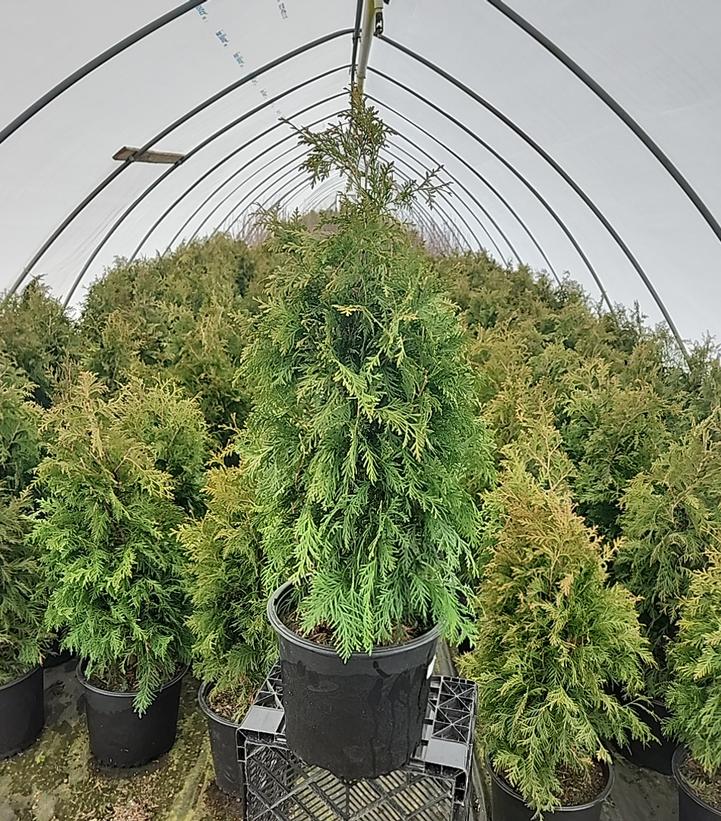 THUJA OCCIDENTALIS `NIGRA`