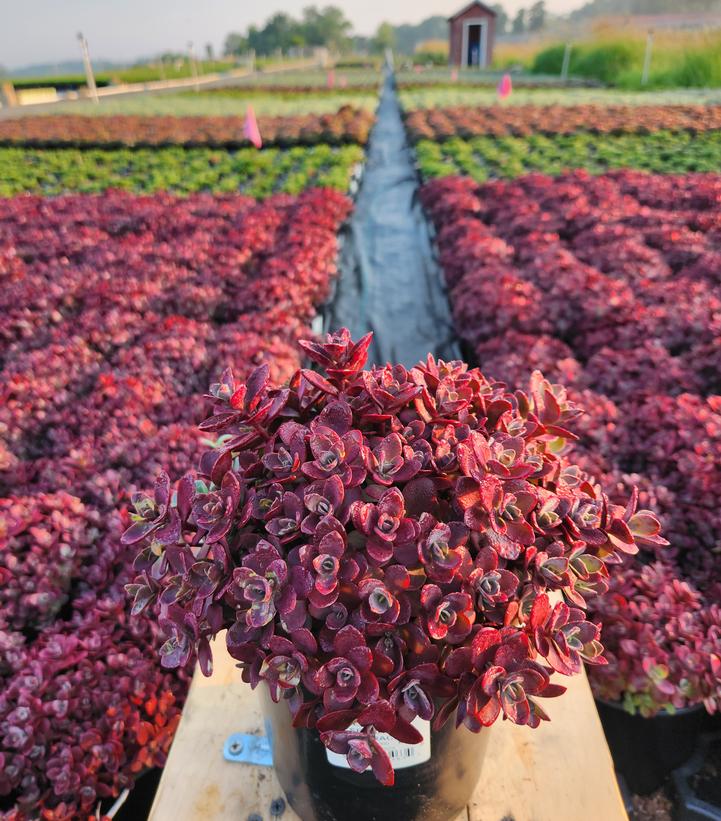 SEDUM SUN SPARKLER `FIRECRACKER`