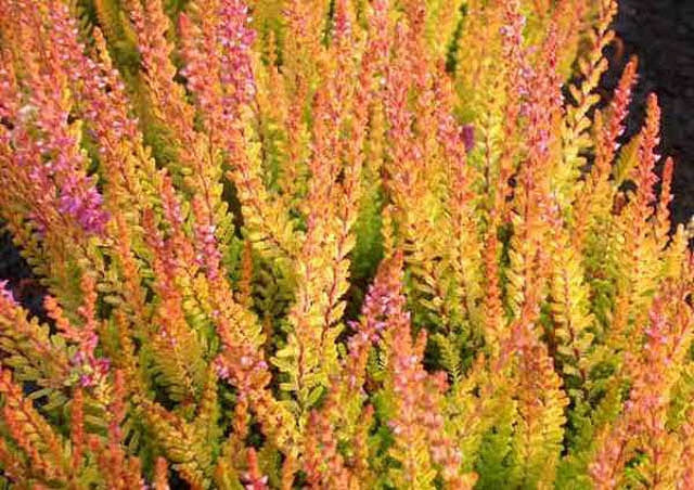 CALLUNA VULGARIS `FIREFLY`