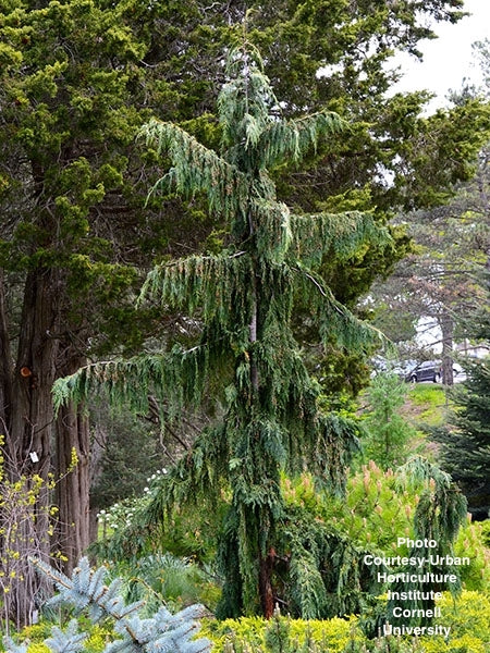 CHAMAECYPARIS NOOTKATENSIS `PENDULA`