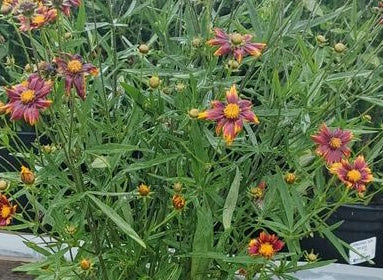 COREOPSIS `SUN SPLASH`