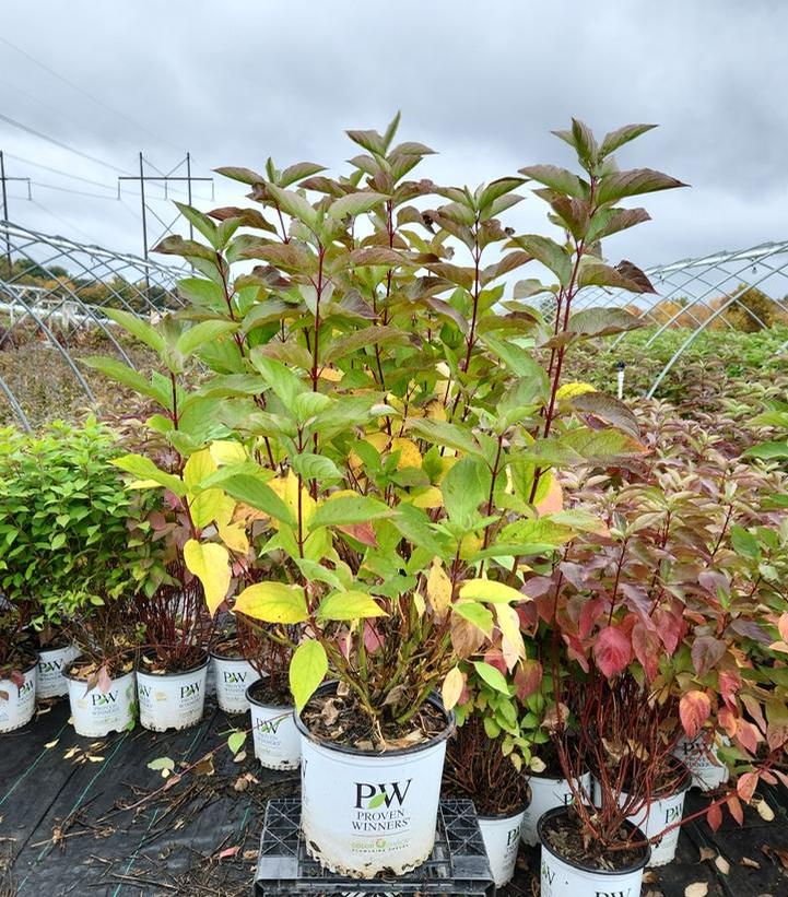 CORNUS STOLONIFERA `ARCTIC FIRE RED`