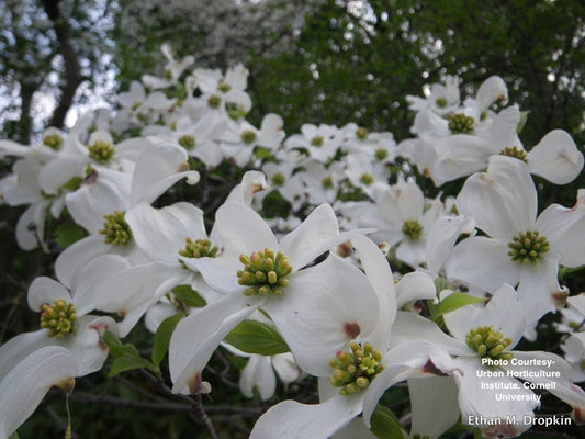 CORNUS FLORIDA