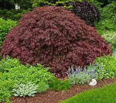 ACER PAL. DIS. `CRIMSON QUEEN`