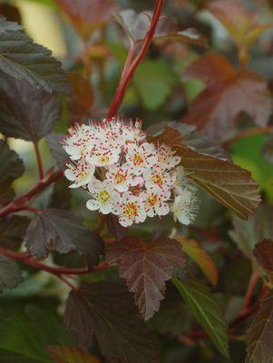PHYSOCARPUS OP. `SUMMER WINE`
