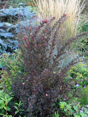 PHYSOCARPUS OP. `LITTLE DEVIL`