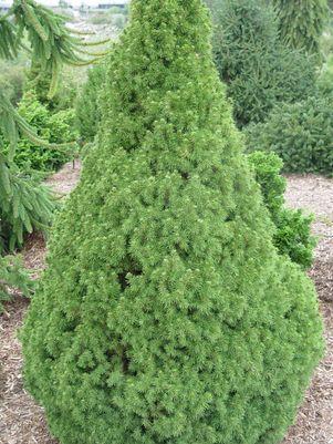 PICEA GLAUCA `CONICA`