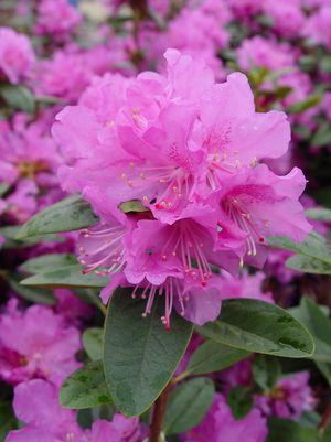 RHODODENDRON X `PJM ELITE`