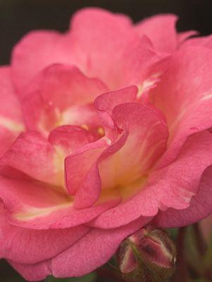ROSA EE `SUNRISE SUNSET`