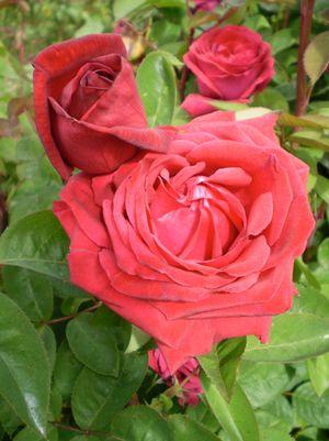 ROSA EE `KASHMIR`