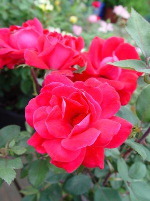 ROSA `KNOCK OUT`