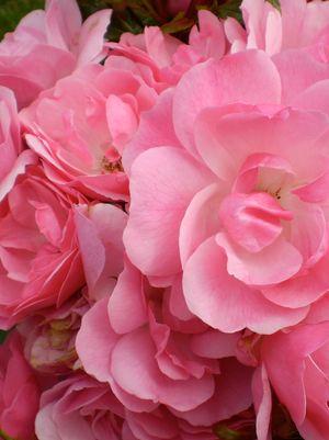 ROSA EE `PINKTOPIA`