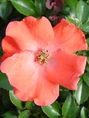 ROSA `FLOWER CARPET CORAL`
