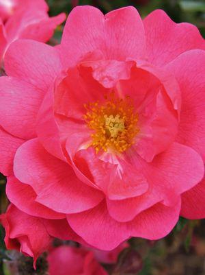 ROSA `FLOWER CARPET PINK SUPREME`