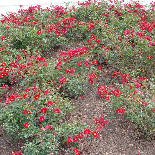 ROSA `FLOWER CARPET RED`