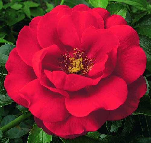 ROSA `FLOWER CARPET SCARLET`