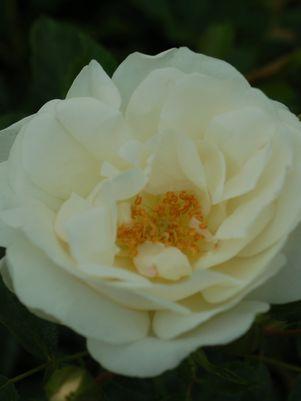 ROSA `FLOWER CARPET WHITE`