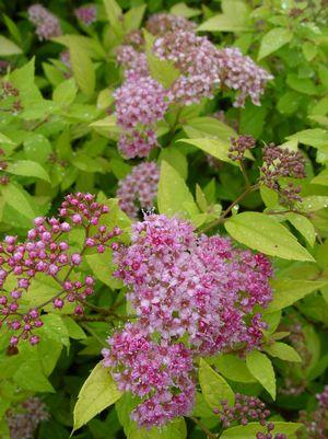 SPIRAEA BUMALDA `GOLDMOUND`