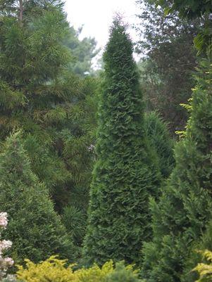 THUJA OCCIDENTALIS `NORTH POLE`