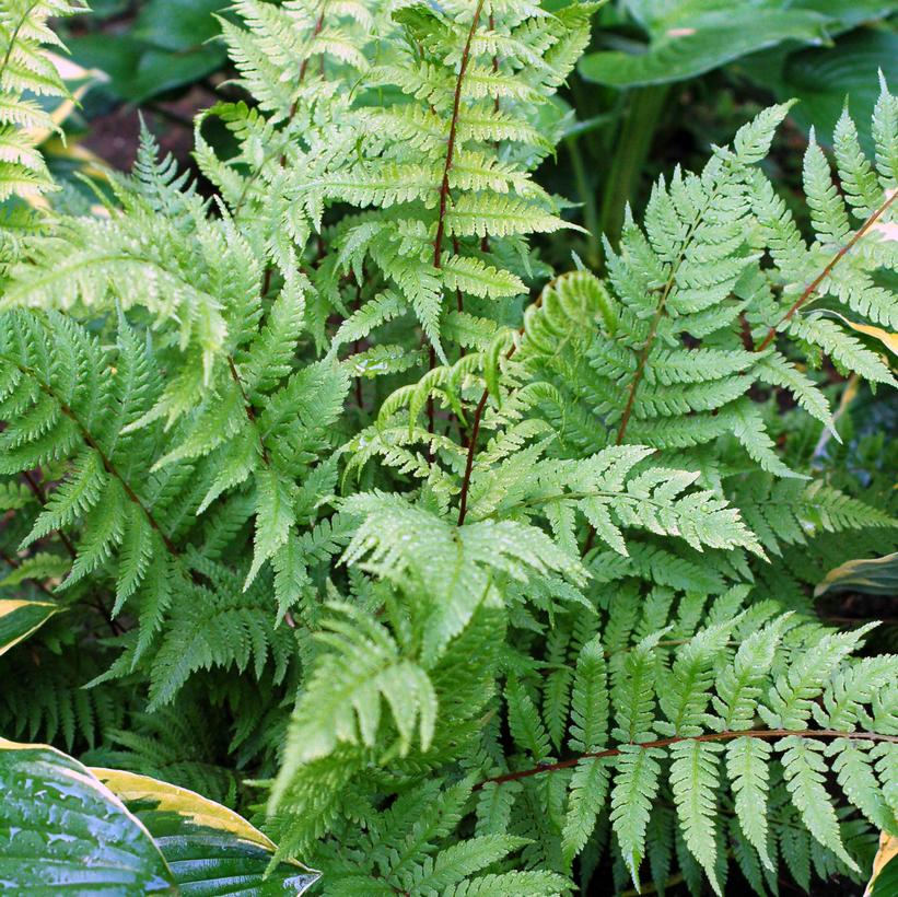 ATHYRIUM FILIX FEMINA `LADY IN RED`