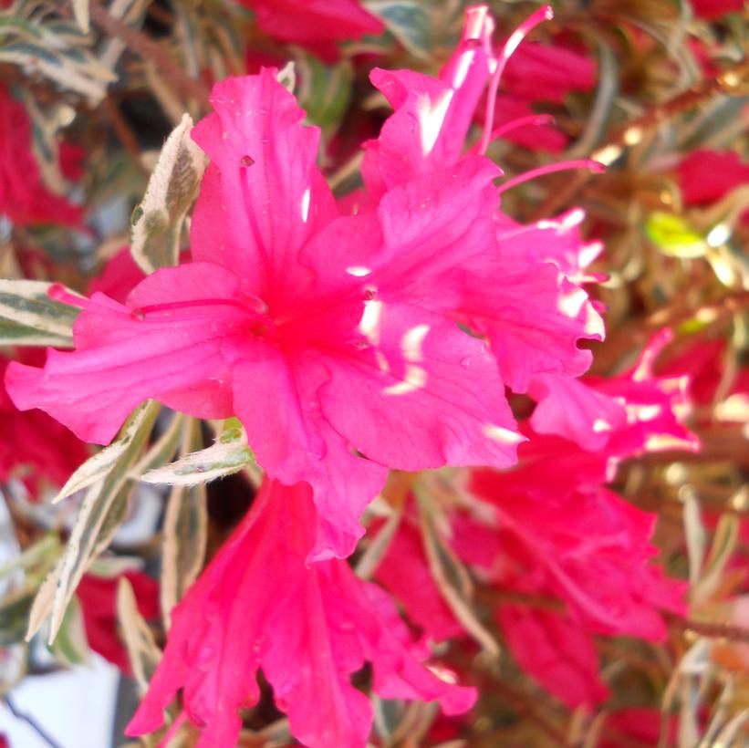 AZALEA `BOLLYWOOD`