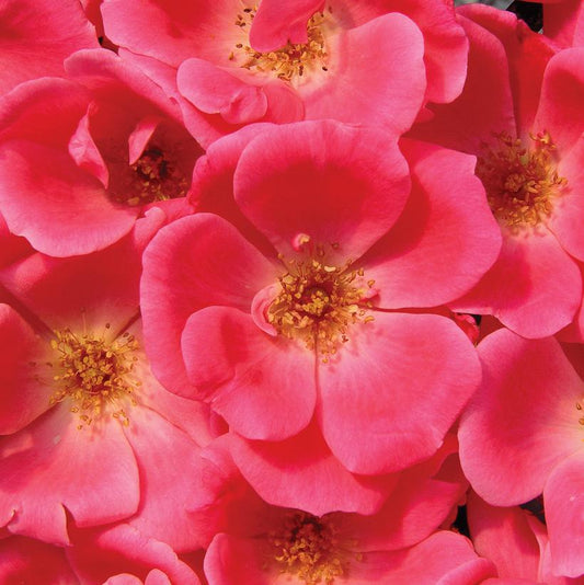 ROSA `PINK KNOCK OUT`