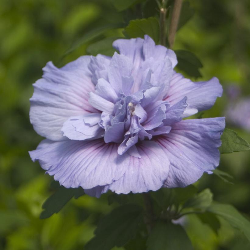 HIBISCUS SYR. `BLUE CHIFFON`